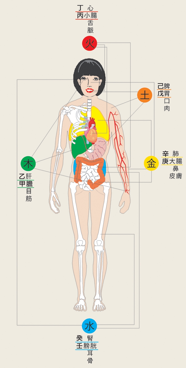 本頁圖片/檔案 - 146人體五行
